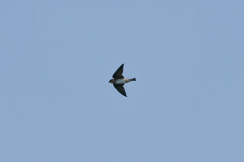 Cave Swallow (Petrochelidon fulva), photo 8