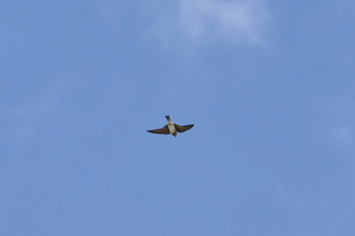 Cave Swallow (Petrochelidon fulva), photo 9