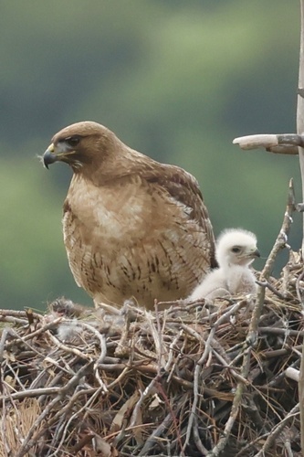 Red-tailed Hawk, photo 9 of 9