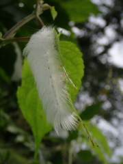 Apatelodidae