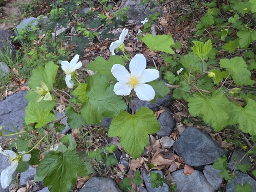 New Mexico raspberry (Rubus neomexicanus)