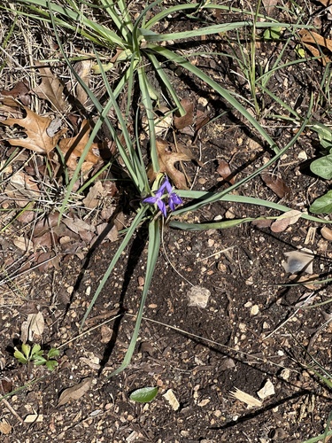 Western Spiderwort (Tradescantia occidentalis)