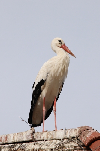 Europäischer Weißstorch