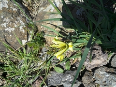 Iris grant-duffii