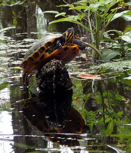 Trachemys scripta image