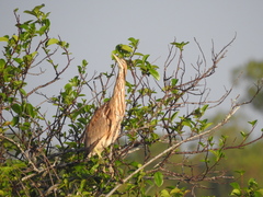 Botaurus lentiginosus image