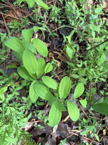 sessile bellwort (Uvularia sessilifolia)