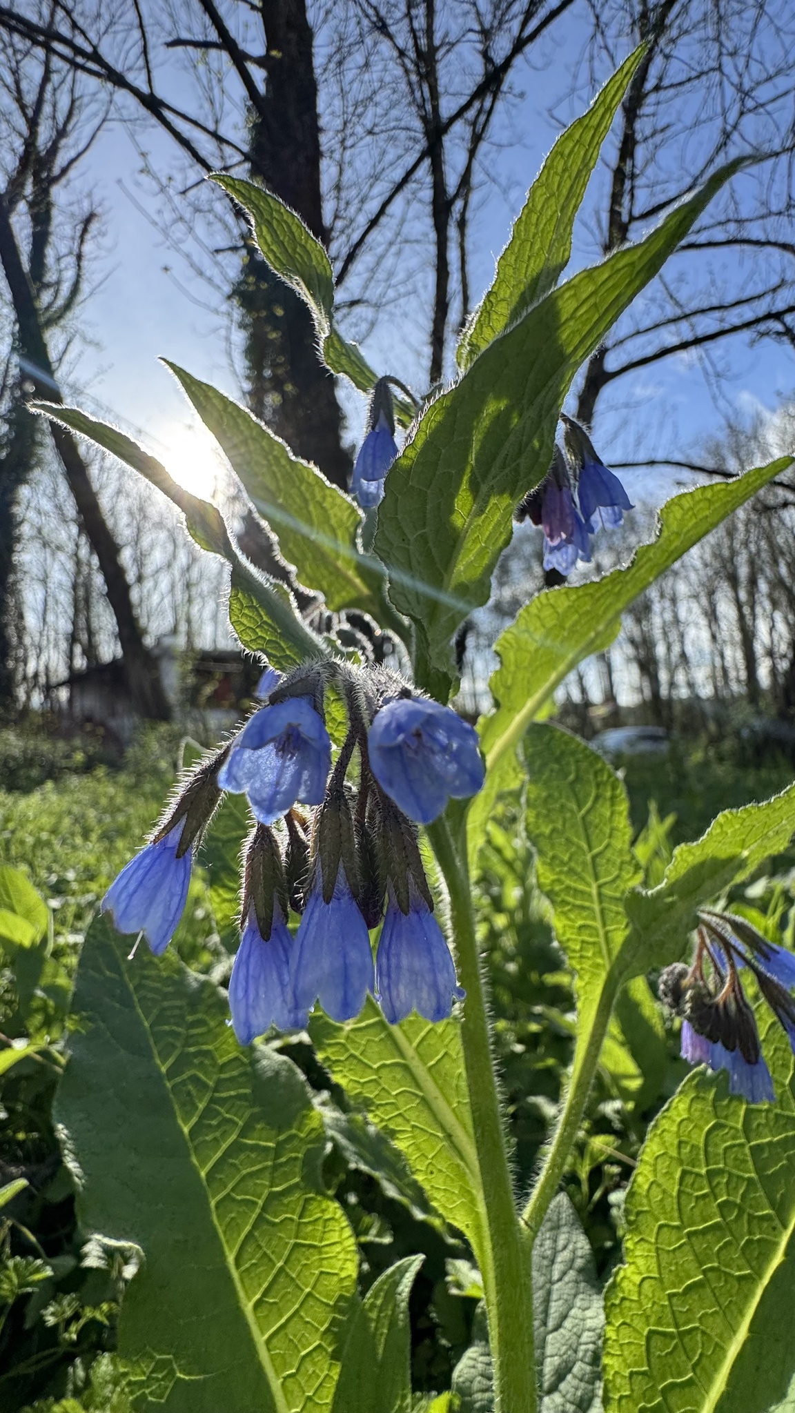 Prickly Comfrey (Symphytum asperum)
