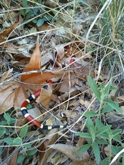 Micruroides euryxanthus