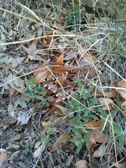 Micruroides euryxanthus