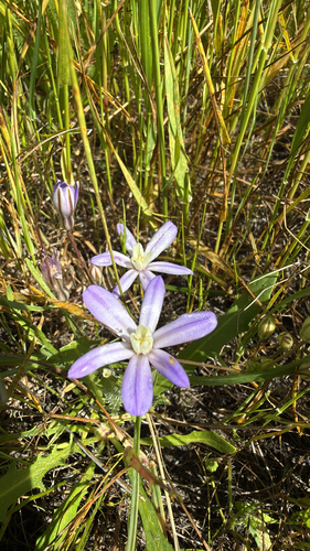 Vernal Pool Brodiaea (Brodiaea nana)