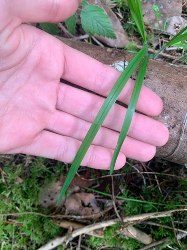 Alaska Oniongrass (Melica subulata)