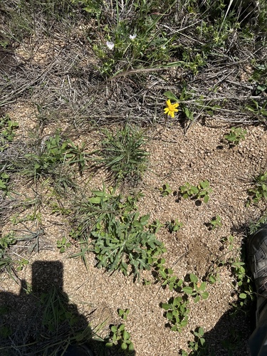 Fineleaf Four-nerved Daisy (Tetraneuris linearifolia)