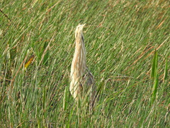 Botaurus lentiginosus image