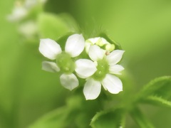 Chaerophyllum procumbens, photograph (c) jonsense, some rights reserved (CC BY)
