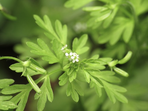 Chaerophyllum procumbens, photograph 2