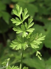 Chaerophyllum procumbens, photograph (c) jonsense, some rights reserved (CC BY)