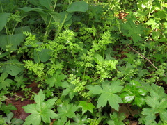 Chaerophyllum procumbens, photograph (c) jonsense, some rights reserved (CC BY)