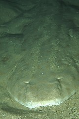 Squatina albipunctata