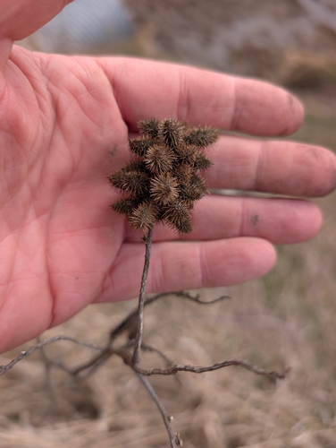 Wild Licorice (Glycyrrhiza lepidota)