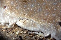 Squatina albipunctata