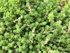 Sedum