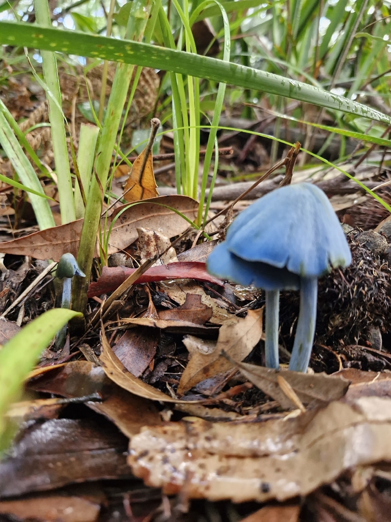 Entoloma virescens · April 2026 · photo: © ronavery (iNaturalist, cc0)