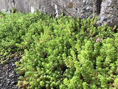Sedum