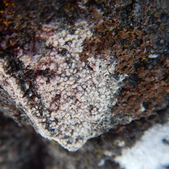 Lecanora caesiosora