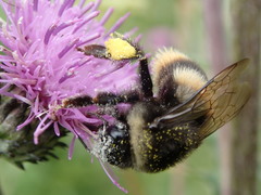 Bombus hypocrita
