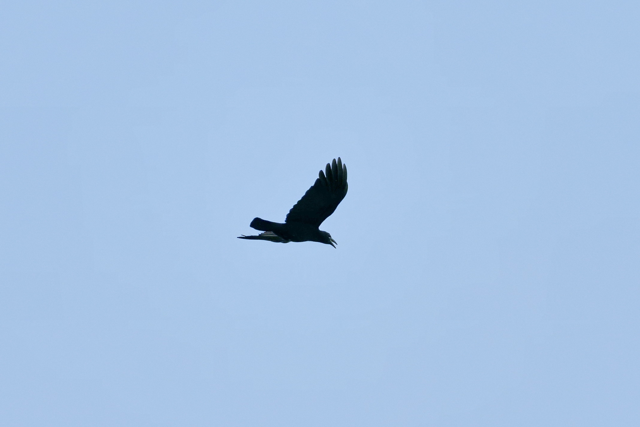 Cuban Crow (Corvus nasicus), photo 6
