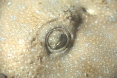 Squatina albipunctata