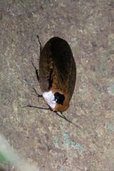 Blaberinae