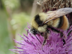 Bombus hypocrita