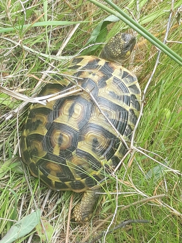 Testudo hermanni hermanni