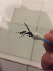 Polybia occidentalis