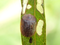 Cassida fuscorufa