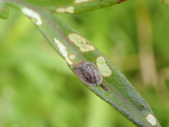 Cassida fuscorufa