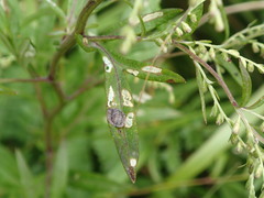 Cassida fuscorufa