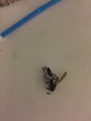 Polybia occidentalis