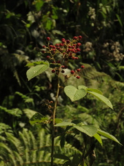 Rubus urticifolius