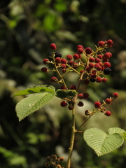Rubus urticifolius