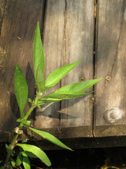 Hygrophila costata
