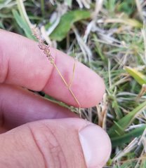 Eragrostis ciliaris