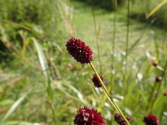 Sanguisorba officinalis