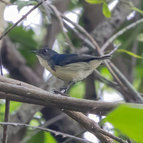 Cambodian Flowerpecker (Dicaeum cambodianum), photo 10