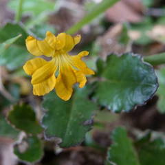 Goodenia hederacea alpestris