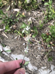 Silene gallica