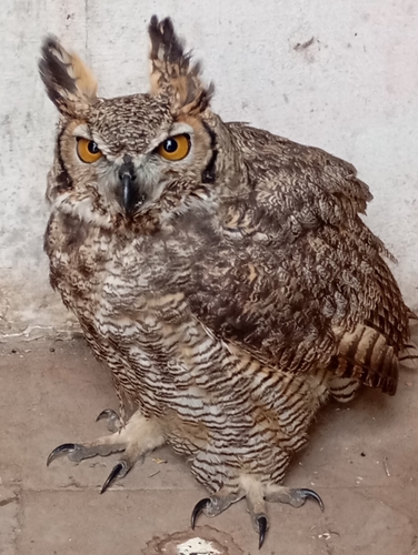 Great Horned Owl
