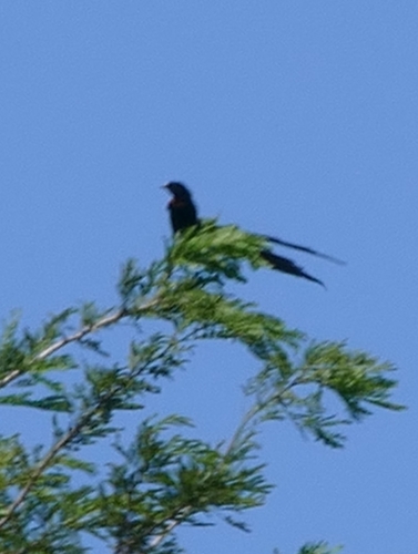 iNaturalist image
